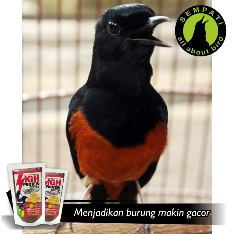 PAKAN BURUNG KACER MURAI CUCAK HIJAU PLECI HIGH PROTEIN VOER PROBIRD