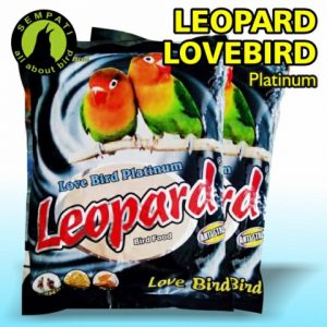LEOPARD LOVEBIRD 1