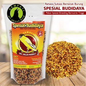 SPESIAL BUDIDAYA PAKAN KENARI