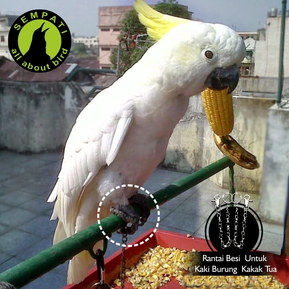 Rantai Bahan Besi Untuk Kaki Burung Elang Kakatua Grey Parrot Dll Sempati Bird Shop