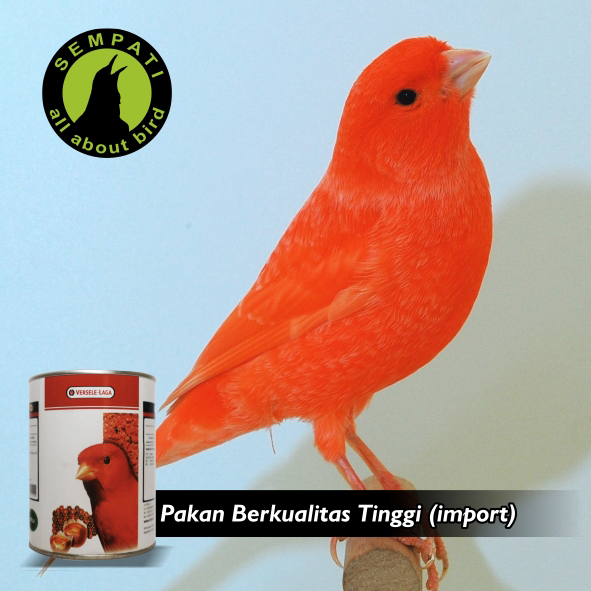 28++ Burung kenari merah terupdate