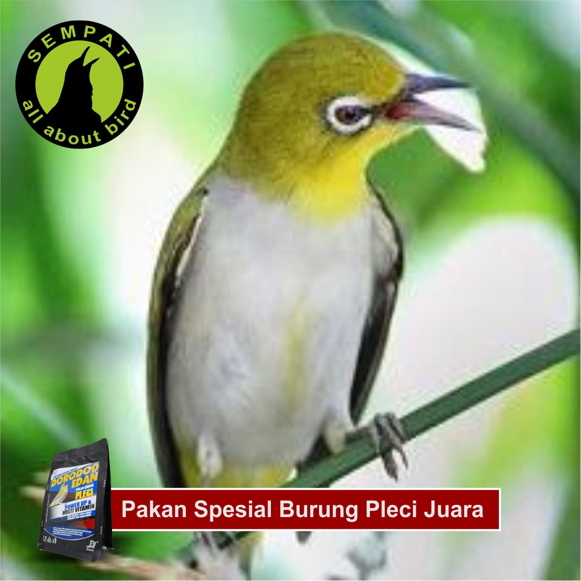 Dorodod Edan Pleci Voer Halus Pakan Burung Pleci Deplhl Sempati