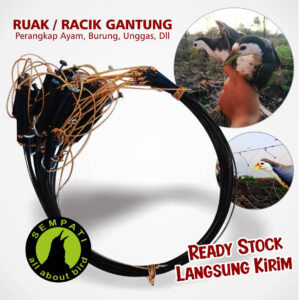 RUAK RACIK