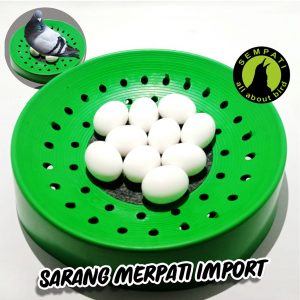 SARANG PLASTIK BERTELUR MERPATI MARKET