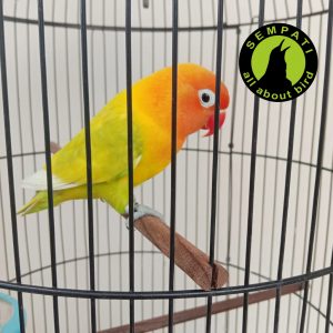 KAYU DEWA BENTUK OVAL bl