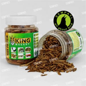 KING MAGGOT SEMPATI 3