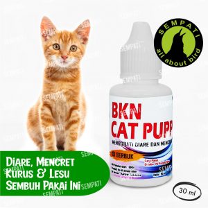 BKN CAT PUPP 3