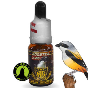 BOOSTER CENDET RAJA GOYANG (1) BL