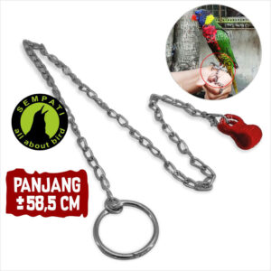 RANTAI BURUNG NURI FALK BORGOL (1) BL