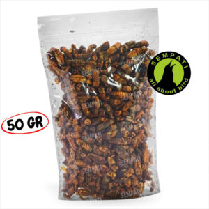 jangkrik kering 50gr (1) 3