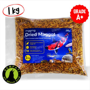Dried maggot BSF kemasan 1kg warna biru A+ (1) tiktok
