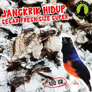 JANGKRIK HIDUP 100 GR TNG-JKR-100-HDP HOME BUKA LAPAK