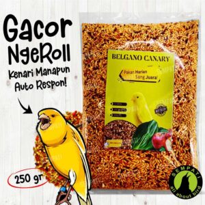 BELGANO CANARY HOME TIKTOK