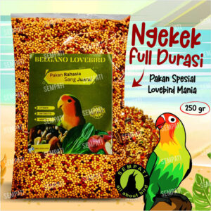 BELGANO LOVEBIRD tiktok