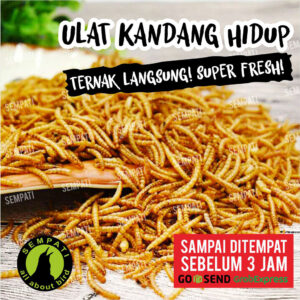 FIX ULAT HIDUP (1) 3