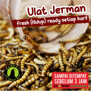 FIX ULAT HIDUP (1) 3