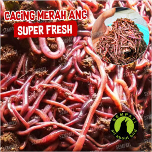 Cacing merah ANC pakan burung ikan (1) 3