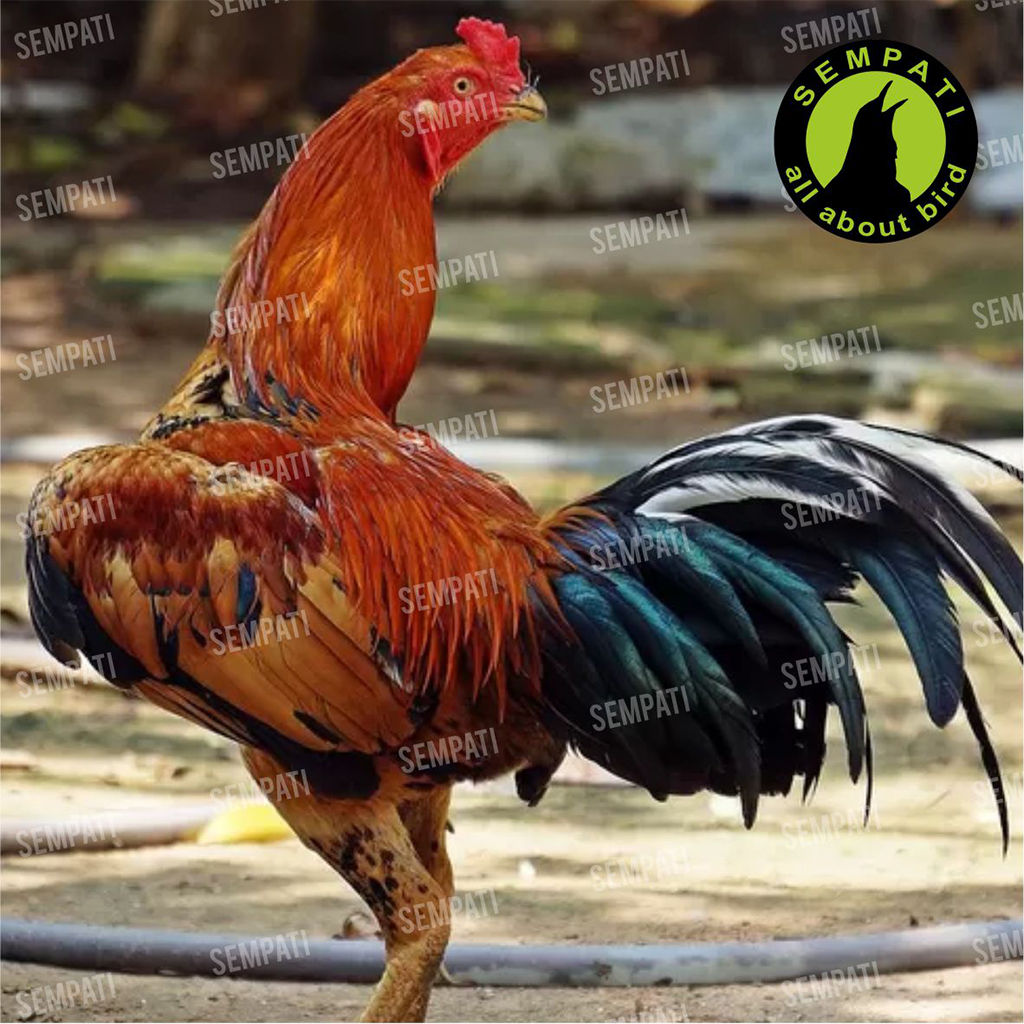 Kyojin Gold Special Edition Pakan Ayam Raksasa Ternak Ayam Laga Aduan Kyojin Gold Special Edition Pakan Ayam Raksasa Ternak Ayam Laga Aduan